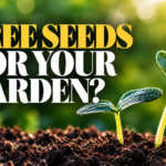 Seedlings sprouting from soil, representing free seeds at St. Pete libraries