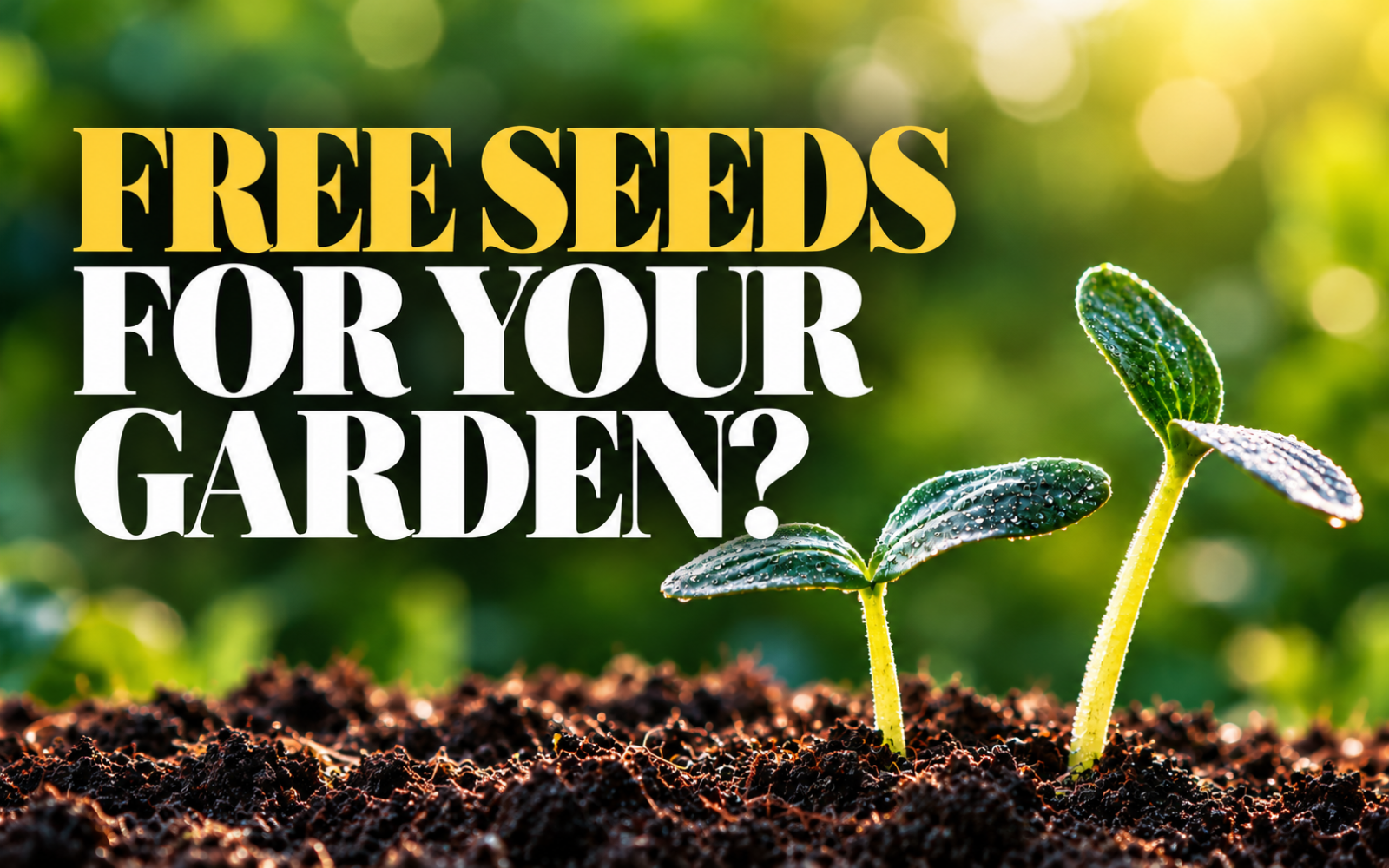 Seedlings sprouting from soil, representing free seeds at St. Pete libraries